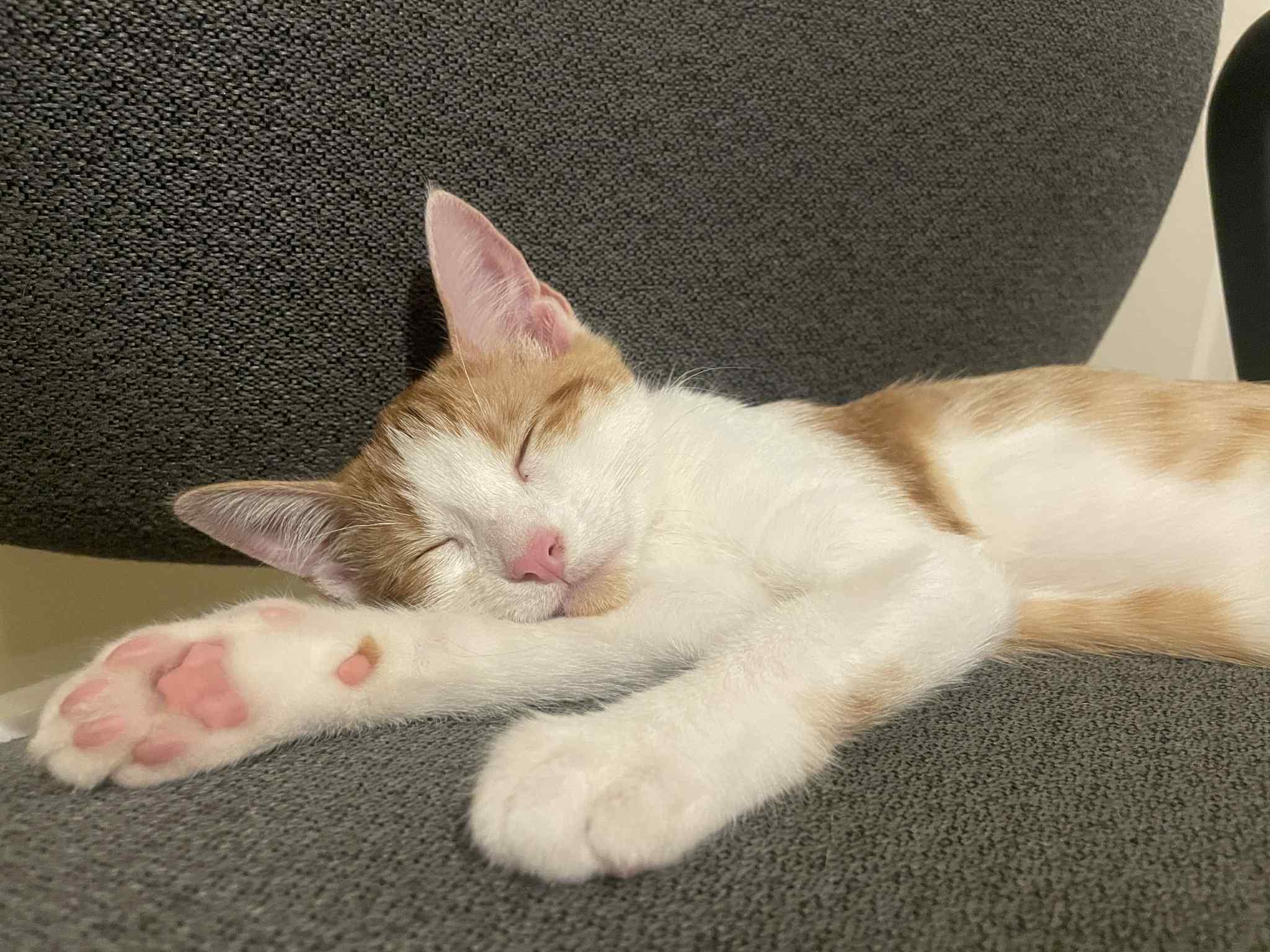 Enlarge Blondie Belovedth, a Adopted mixed breed in Brookfield, IL image 2/6