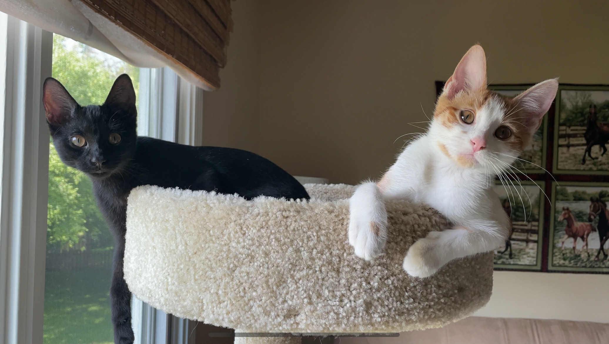 Enlarge Blondie Belovedth, a Adopted mixed breed in Brookfield, IL image 3/6