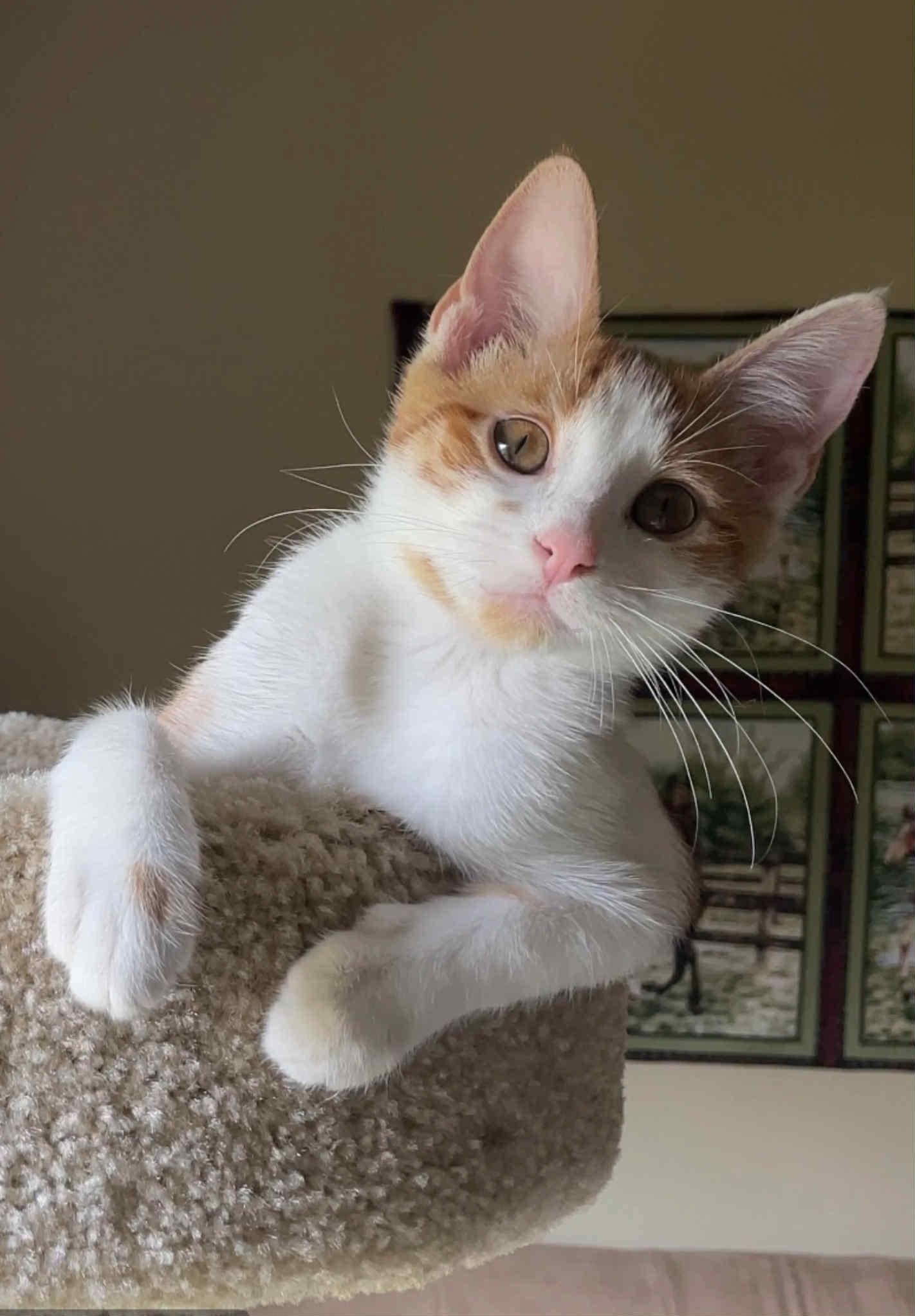 Enlarge Blondie Belovedth, a Adopted mixed breed in Brookfield, IL image 4/6