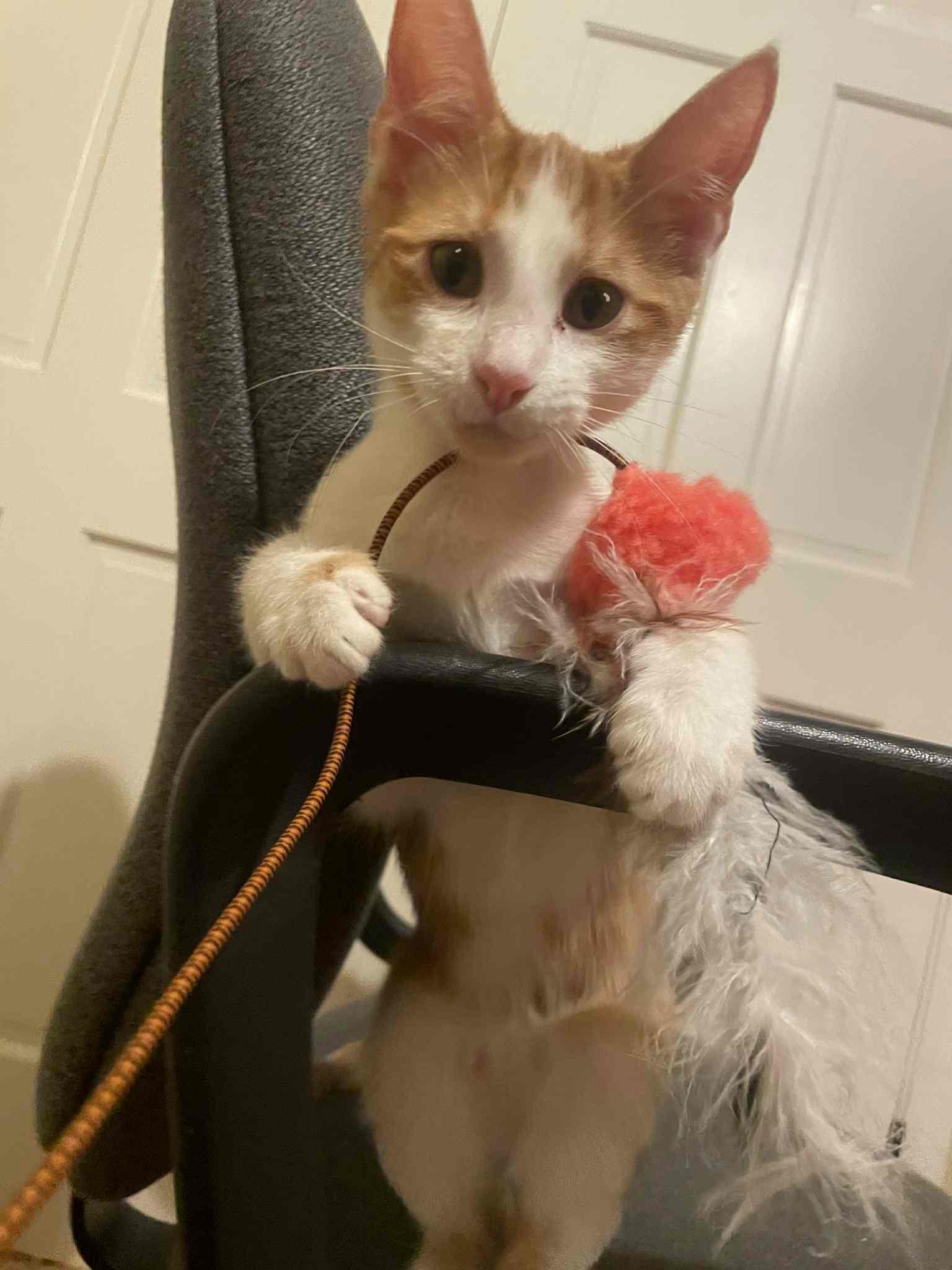 Enlarge Blondie Belovedth, a Adopted mixed breed in Brookfield, IL image 5/6