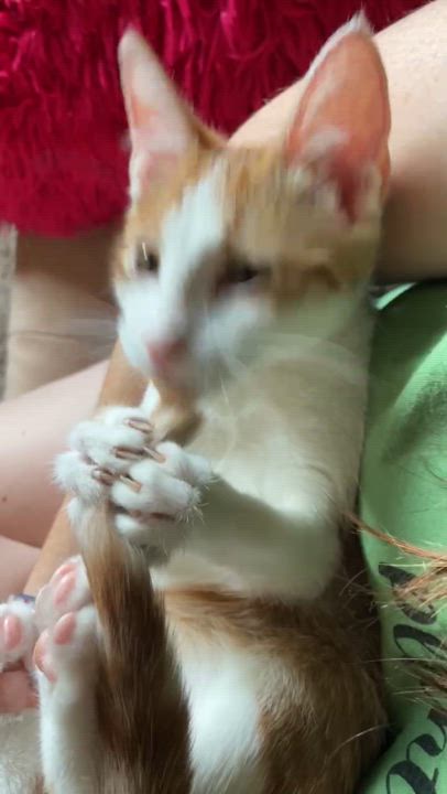 Enlarge Blondie Belovedth, a Adopted mixed breed in Brookfield, IL video 6/6