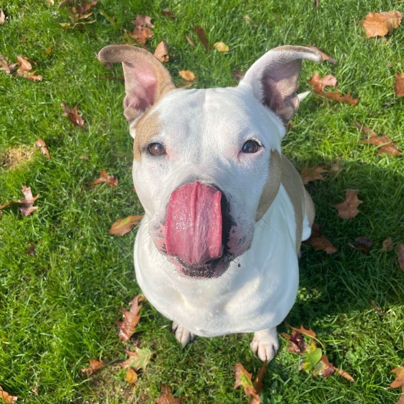 Bentley, Adoptable, Adult Male Pit Bull Terrier.