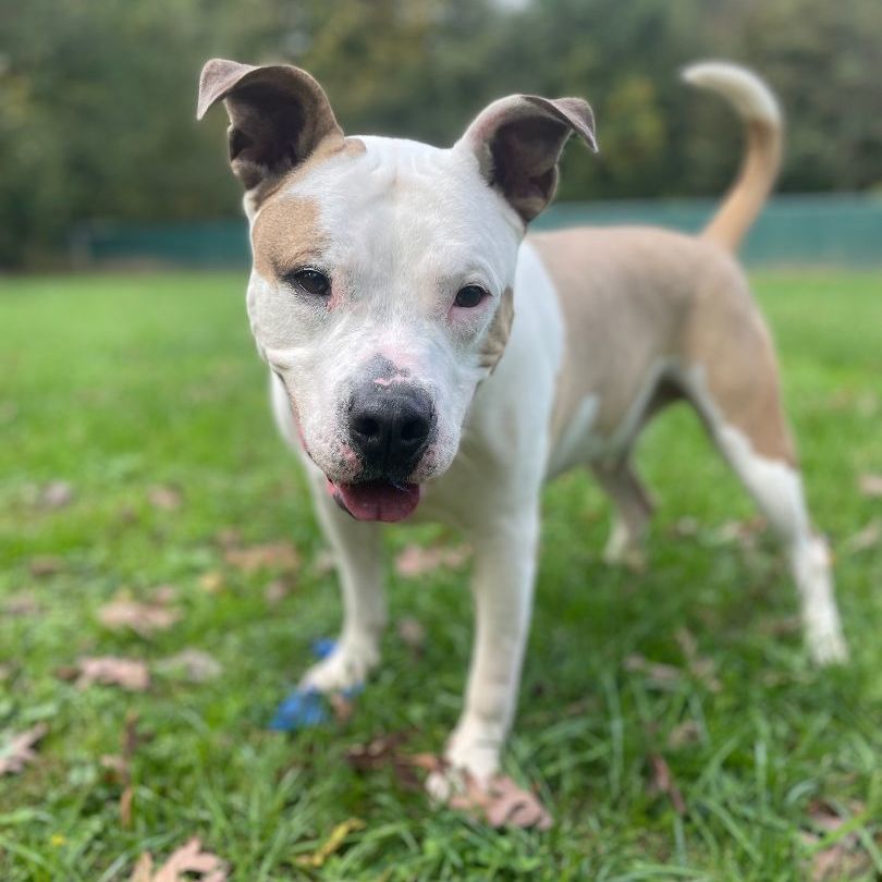Bentley, a Adoptable Pit Bull Terrier in Myerstown, PA image 2/11