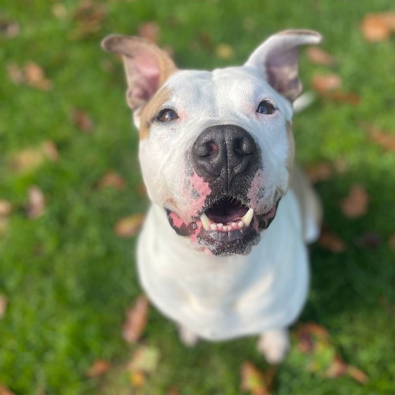Bentley, a Adoptable Pit Bull Terrier in Myerstown, PA image 3/11
