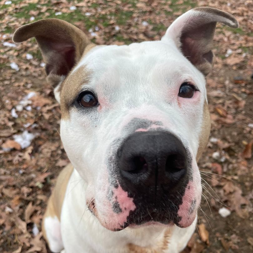 Bentley, a Adoptable Pit Bull Terrier in Myerstown, PA image 4/11