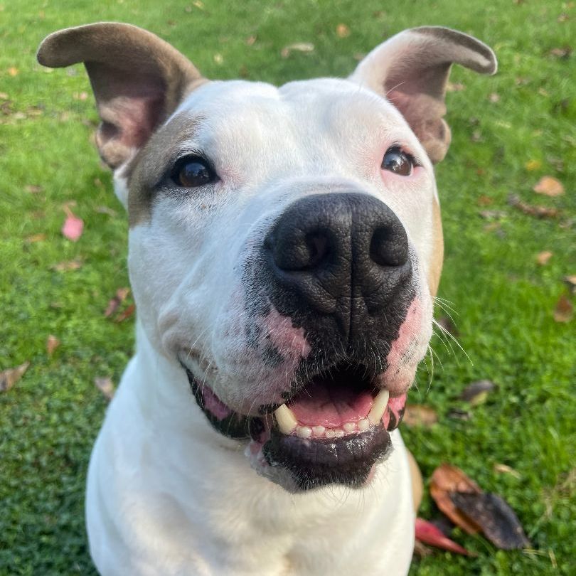 Bentley, a Adoptable Pit Bull Terrier in Myerstown, PA image 5/11