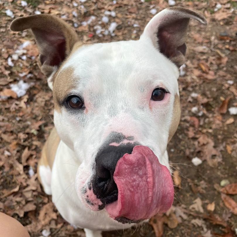 Bentley, a Adoptable Pit Bull Terrier in Myerstown, PA image 6/11