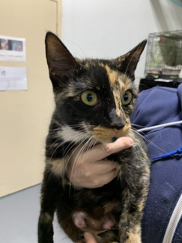 25-12-3659a Merry, Adoptable, Adult Female Domestic Short Hair.