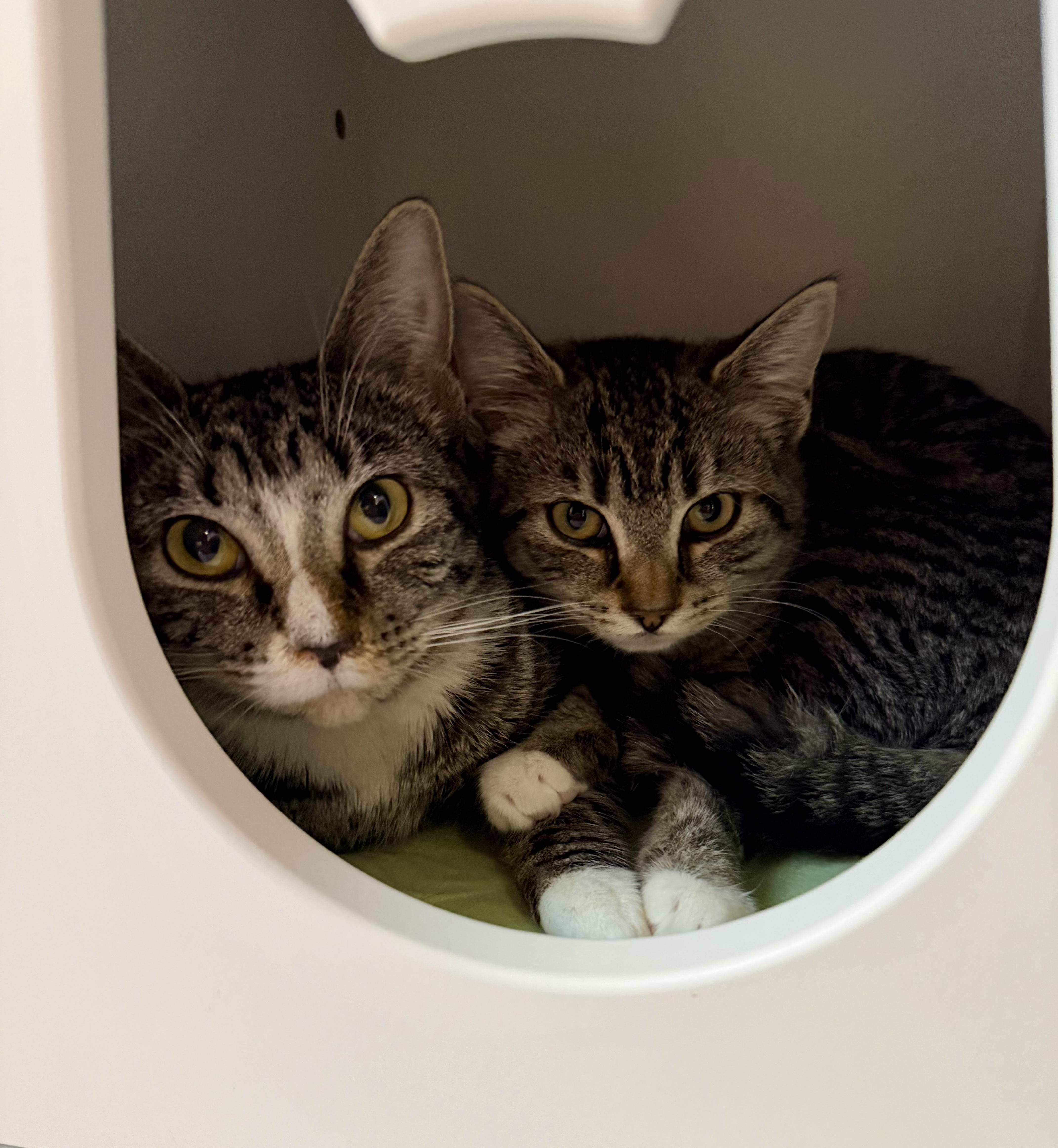 Enlarge Fir, an adopted Tabby in Bethel, CT image 5/6