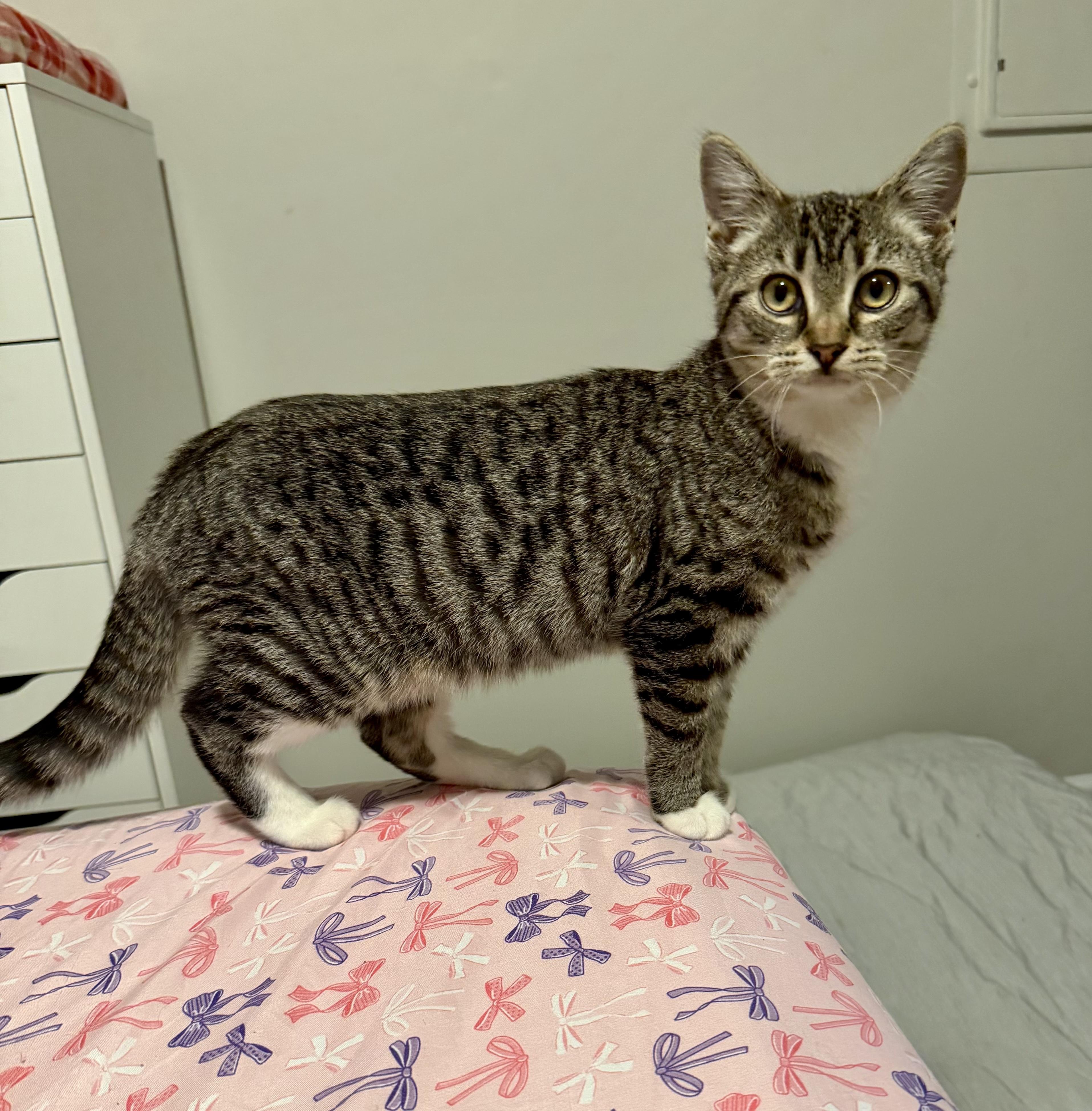 Enlarge Fir, an adopted Tabby in Bethel, CT image 3/6