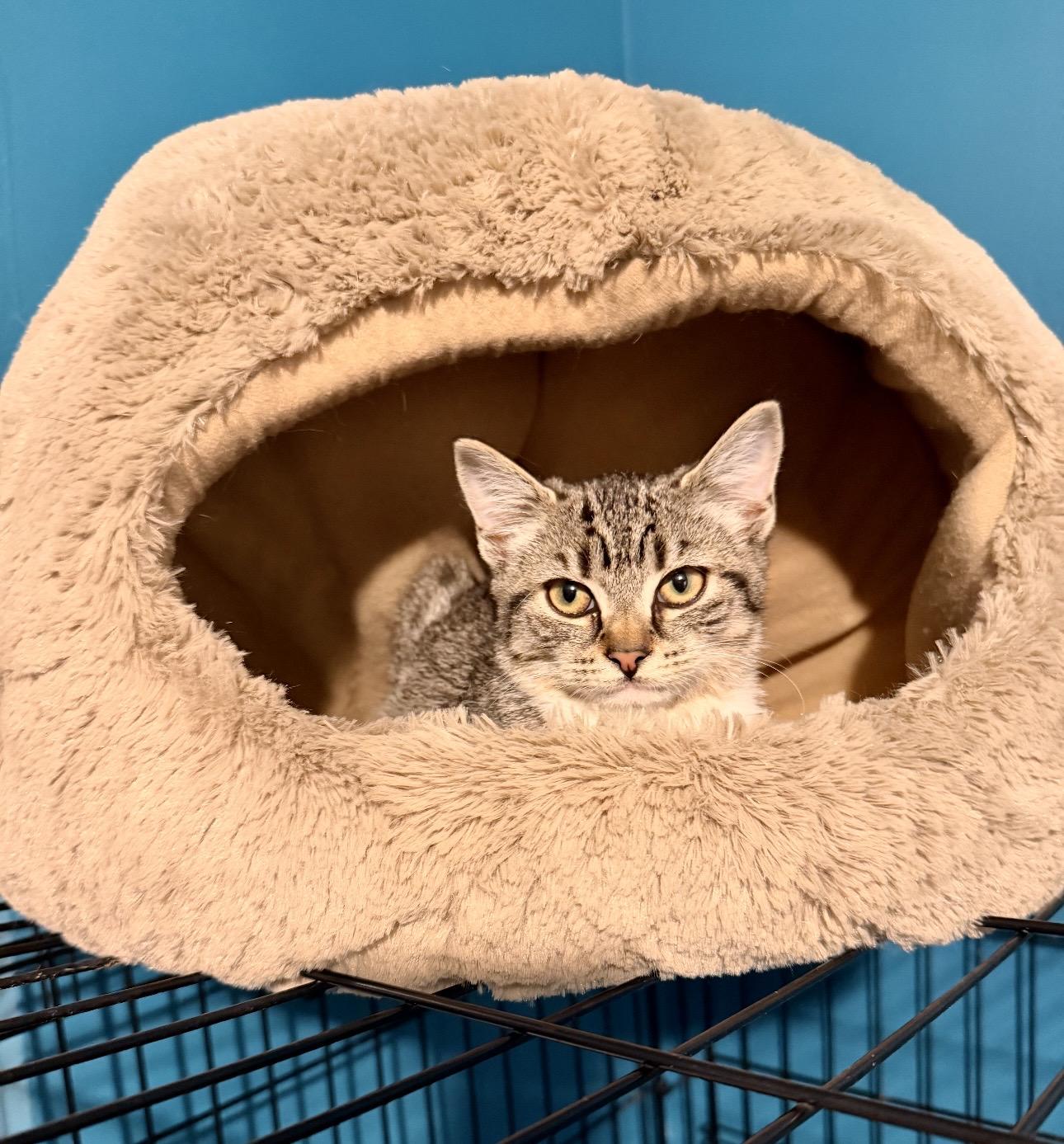 Enlarge Fir, an adopted Tabby in Bethel, CT image 4/6