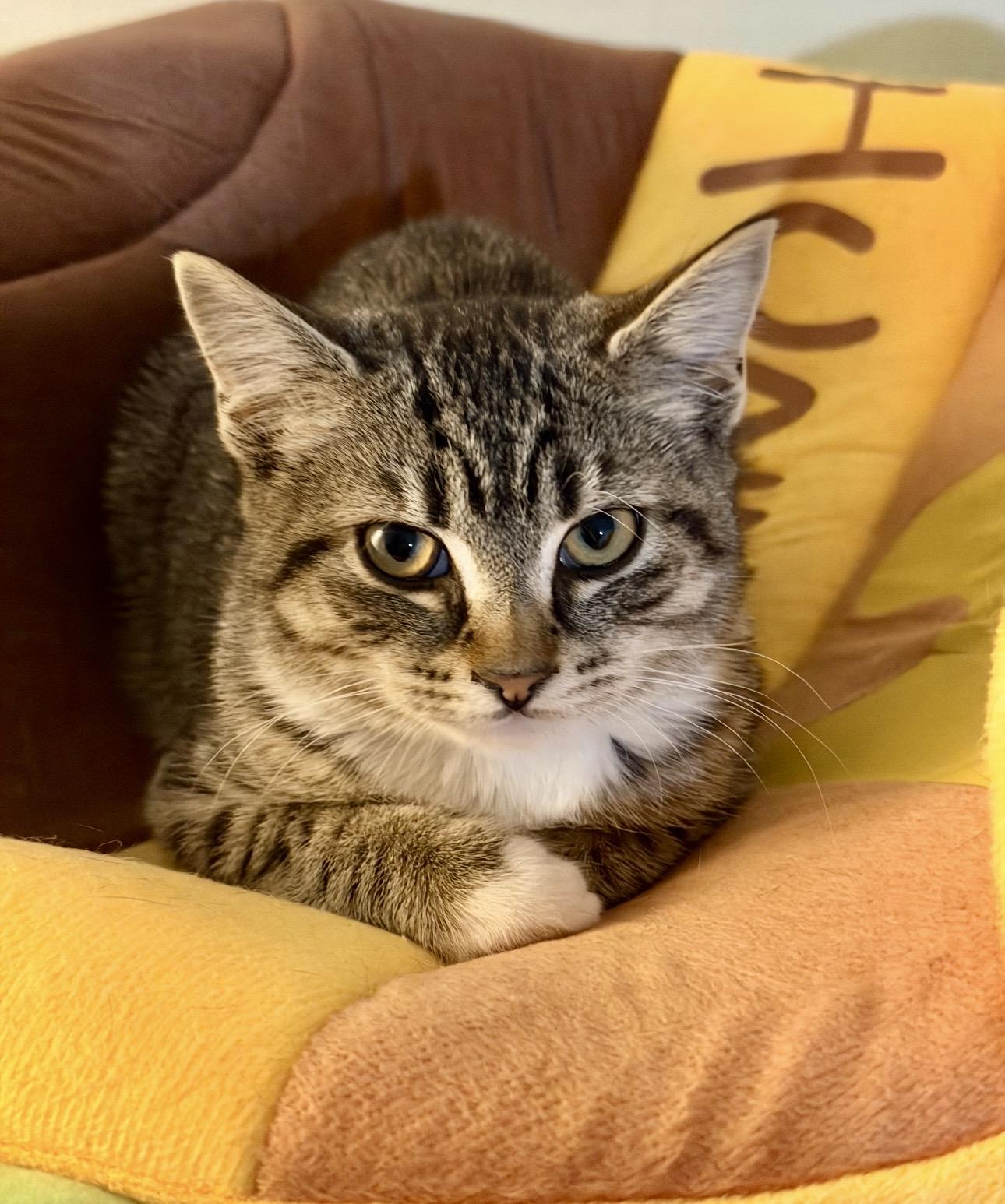 Enlarge Fir, an adopted Tabby in Bethel, CT image 2/6