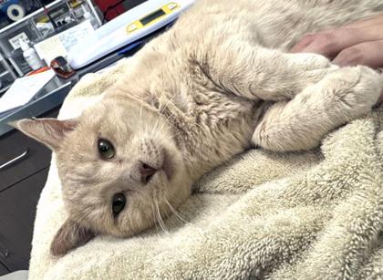 Mighty Mouse — thumbnail 2