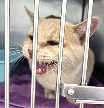 Mighty Mouse — thumbnail 3