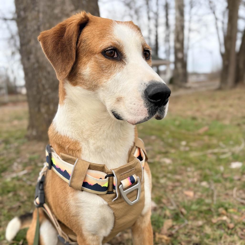 Piney, Adoptable, Young Male Hound & Mixed Breed.
