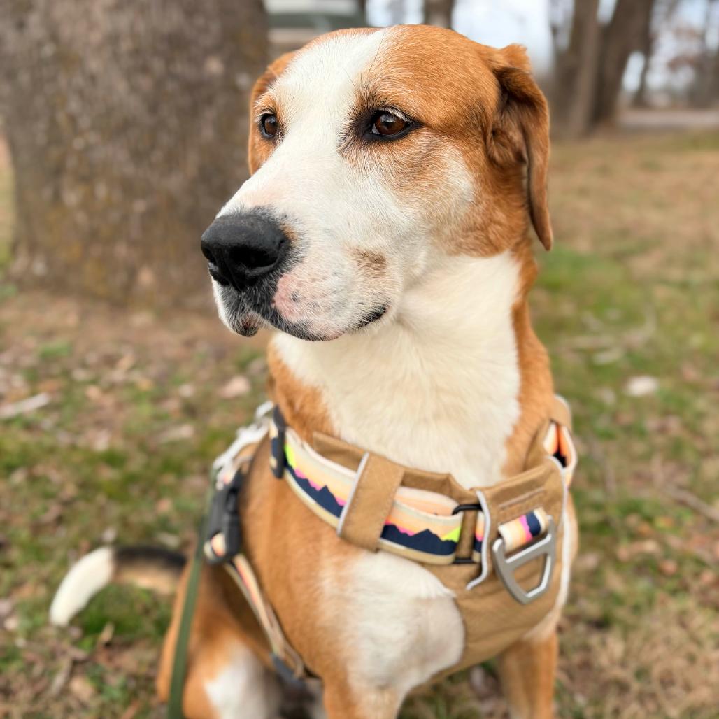 Piney, a Adoptable mixed breed in Clarksville, AR image 3/5