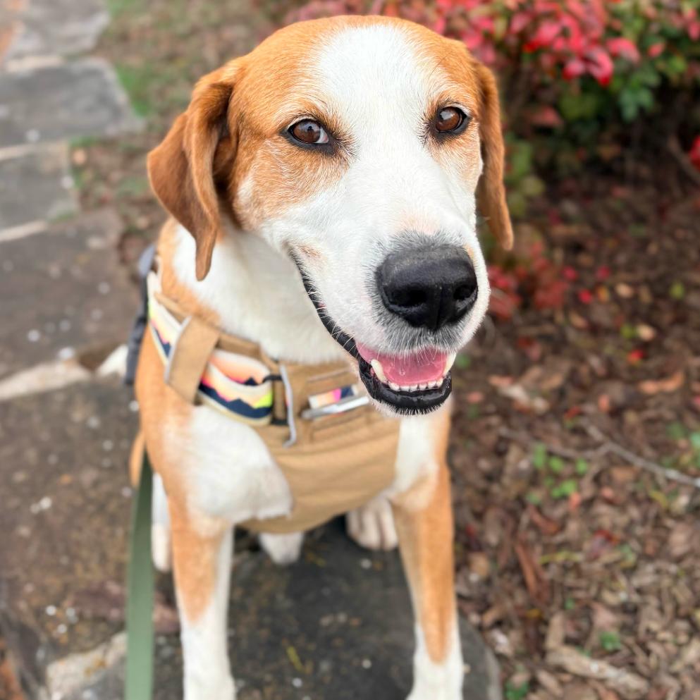 Piney, a Adoptable mixed breed in Clarksville, AR image 4/5