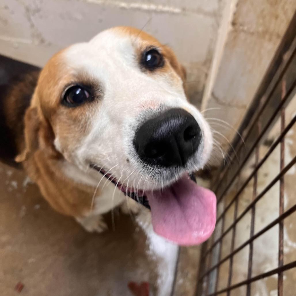 Piney, Adoptable, Young Male Hound & Mixed Breed.