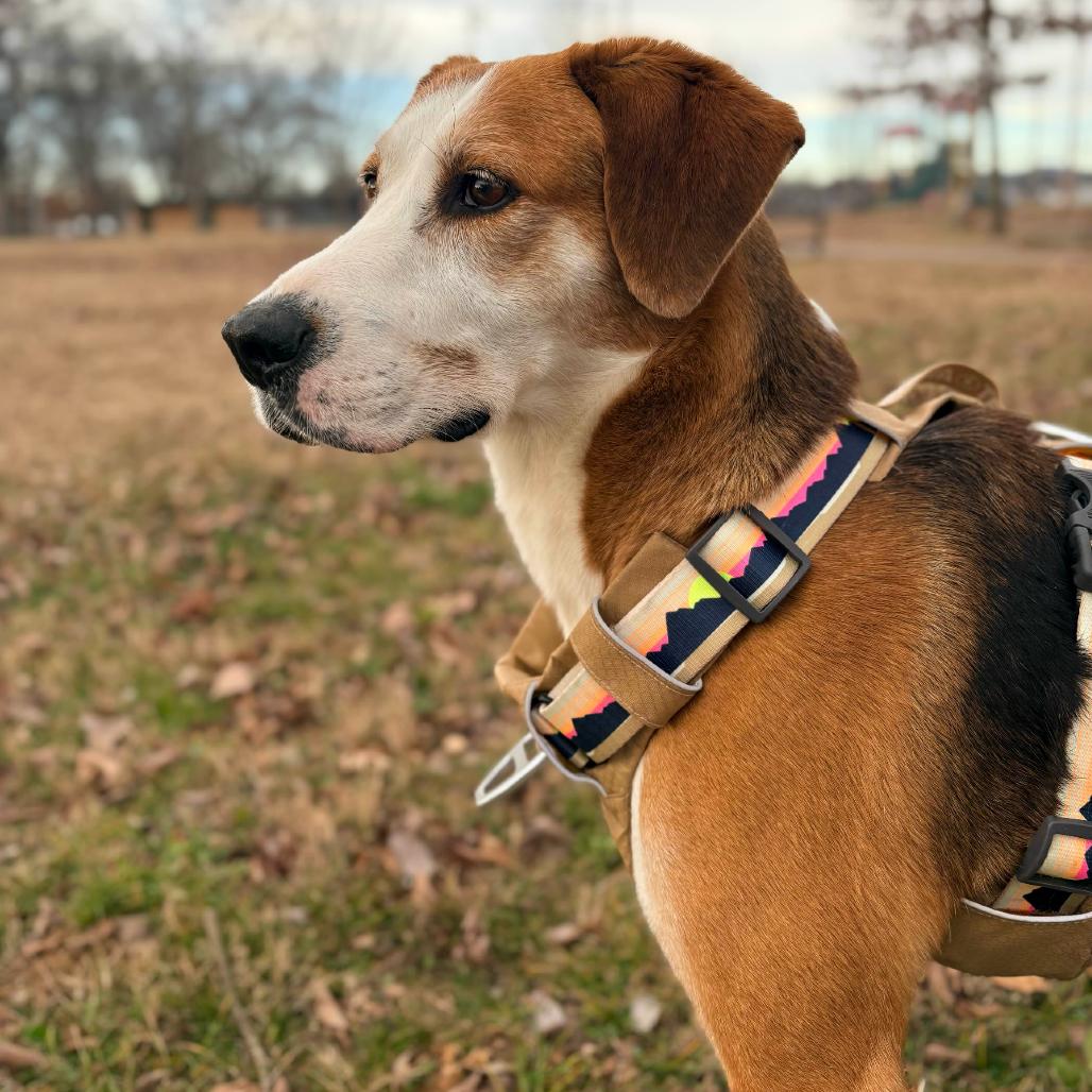 Piney, a Adoptable mixed breed in Clarksville, AR image 5/5