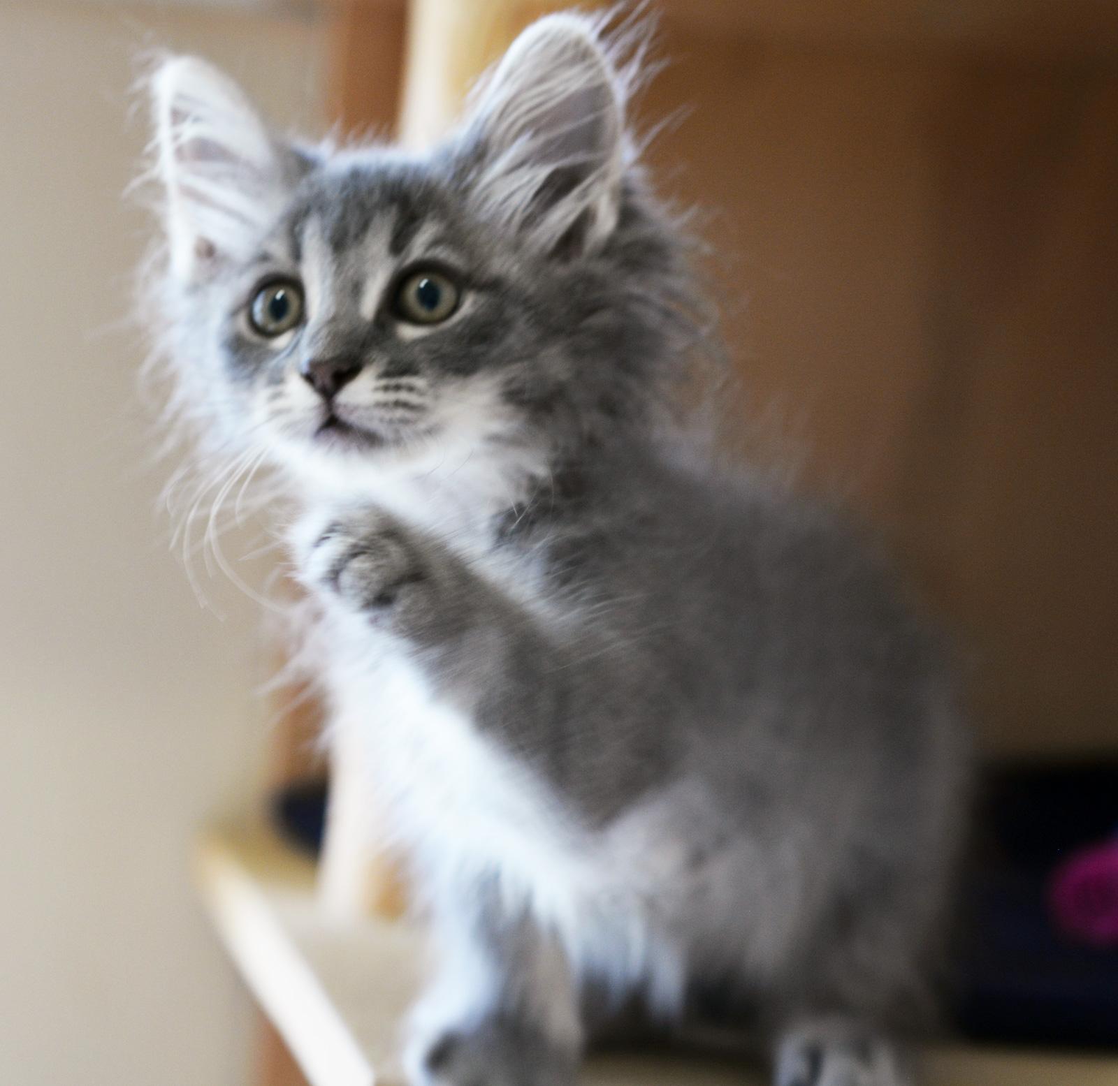 Enlarge QUICHE - MY ADOPTION FEE IS HALF OFF IN JUNE, an adopted Domestic Long Hair in San Clemente, CA image 1/1