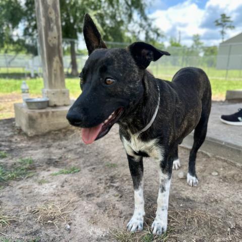 MARIE, Adoptable, Adult Female Pit Bull Terrier & Mixed Breed.