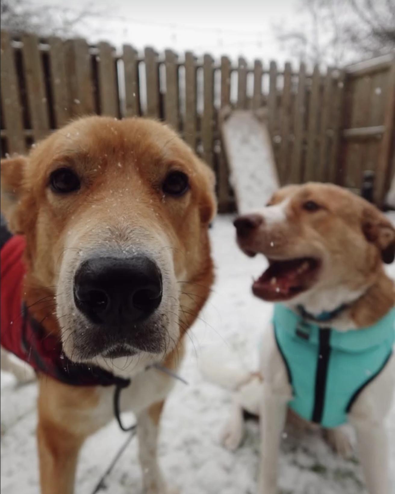 Enlarge Maple, a ADOPTABLE mixed breed in Nashville, TN image 2/4
