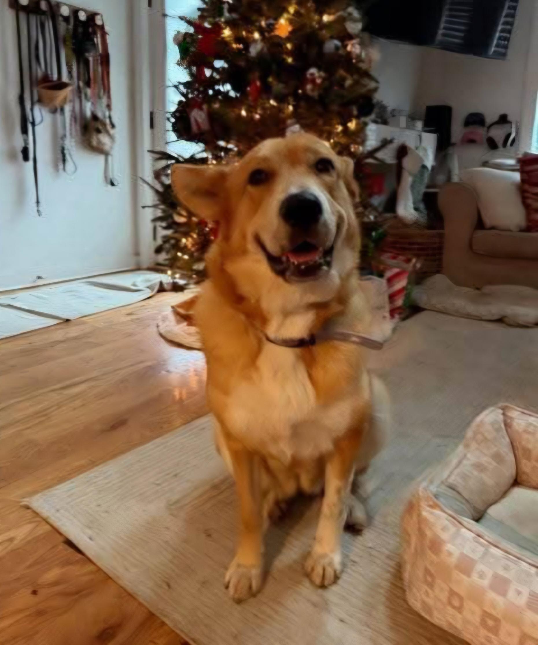 Enlarge Maple, a ADOPTABLE mixed breed in Nashville, TN image 4/4