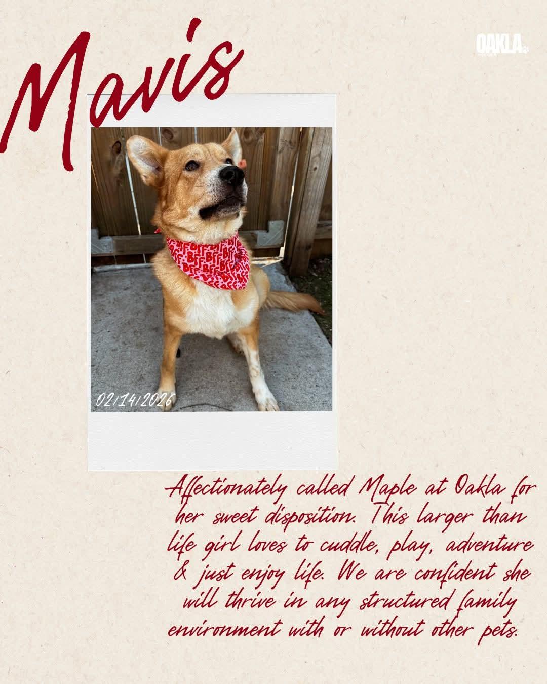 Enlarge Maple, a ADOPTABLE mixed breed in Nashville, TN image 3/4