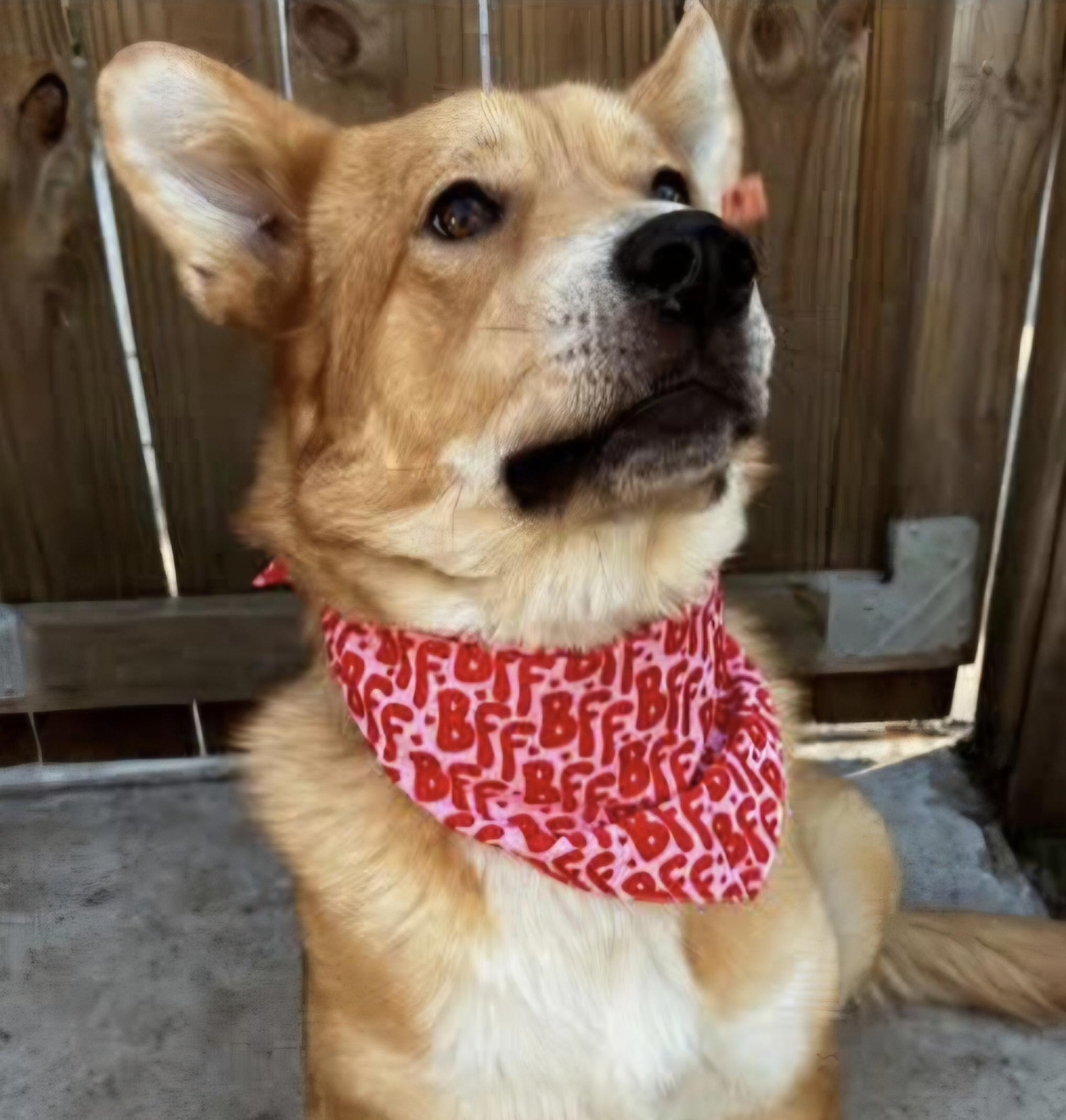 Enlarge Maple, a ADOPTABLE mixed breed in Nashville, TN image 1/4