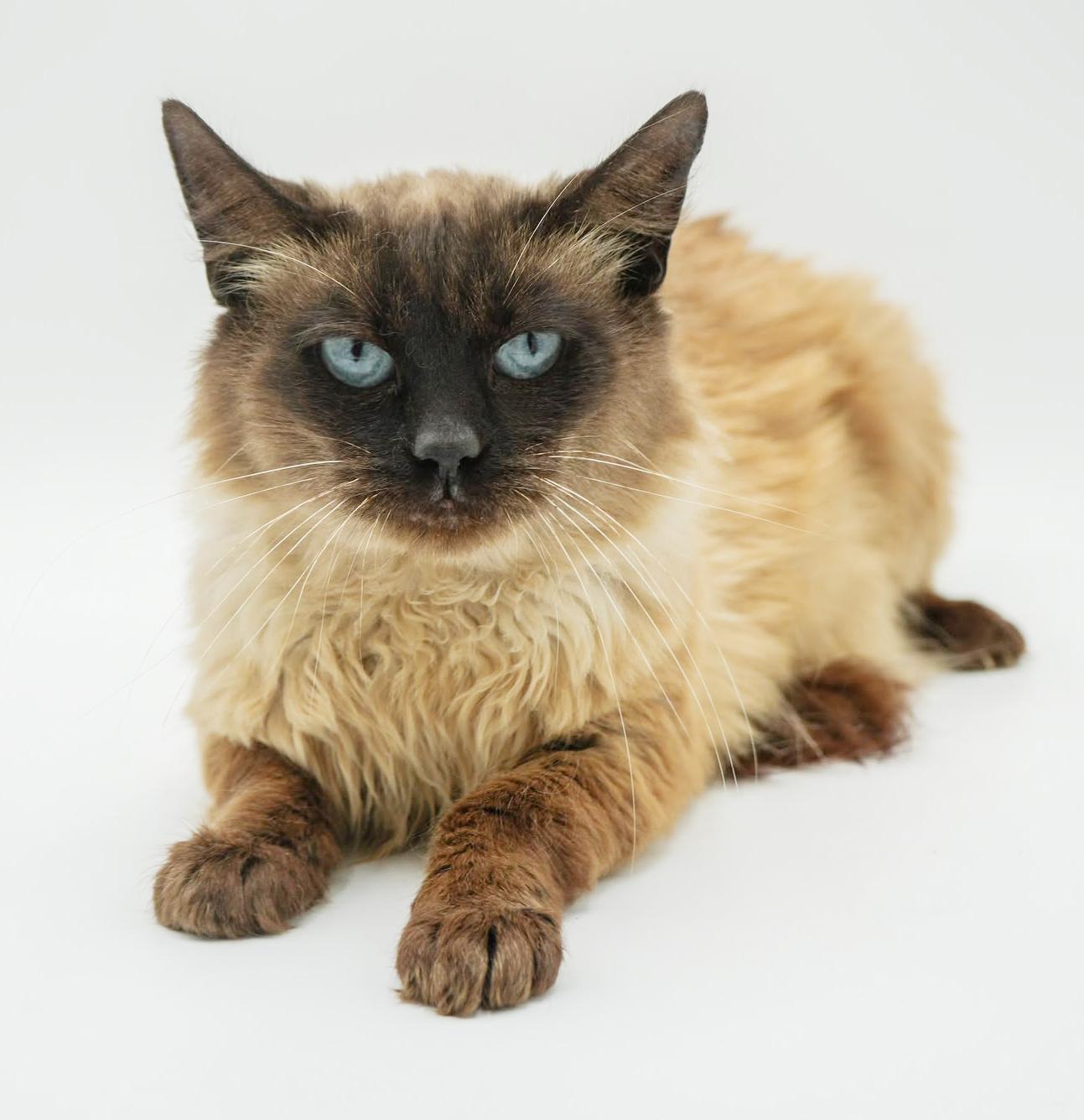 Saint Is Our Stunning