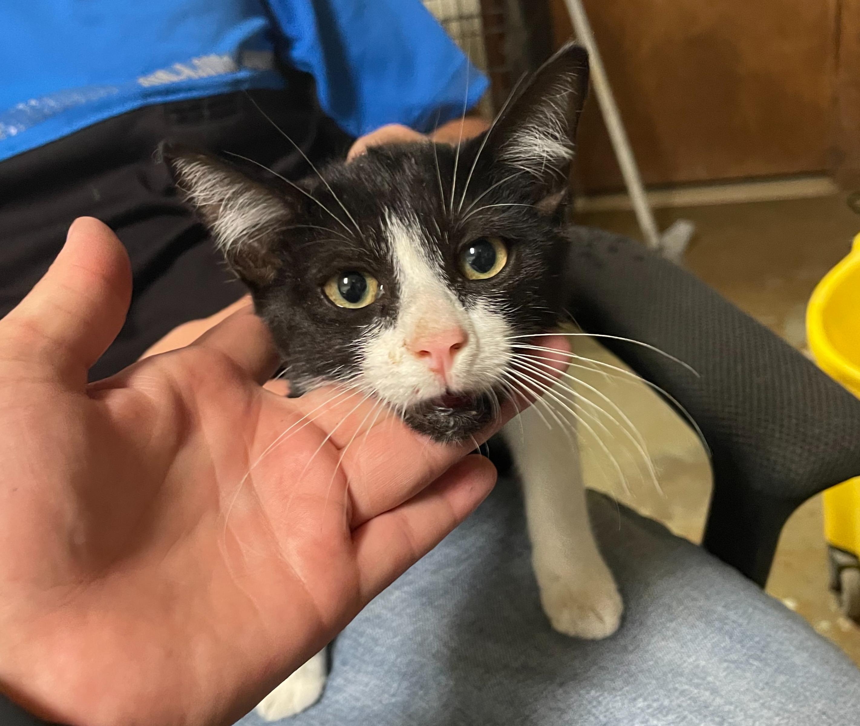 Clark, an adoptable Domestic Short Hair in Portales, NM, 88130 | Photo Image 1