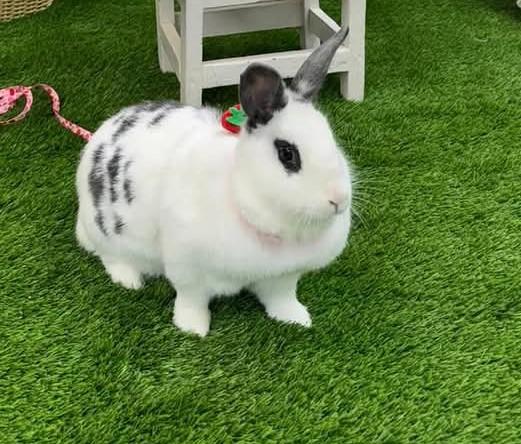 Tinka, a Adoptable mixed breed in Paradis, LA image 3/6