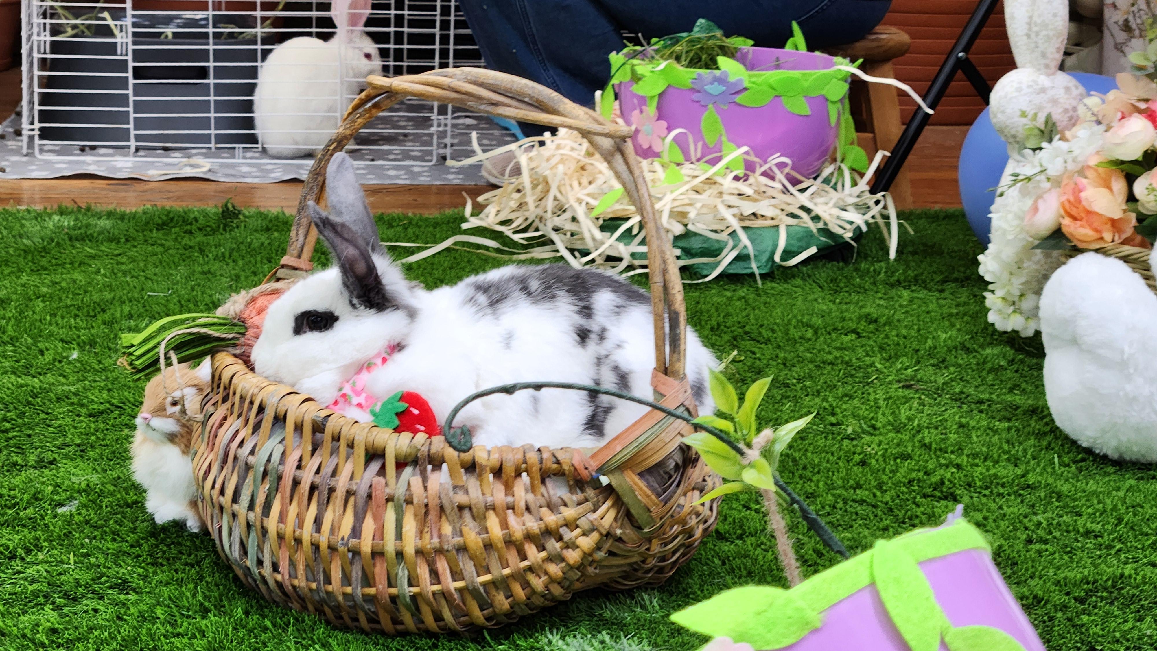 Tinka, a Adoptable mixed breed in Paradis, LA image 4/6