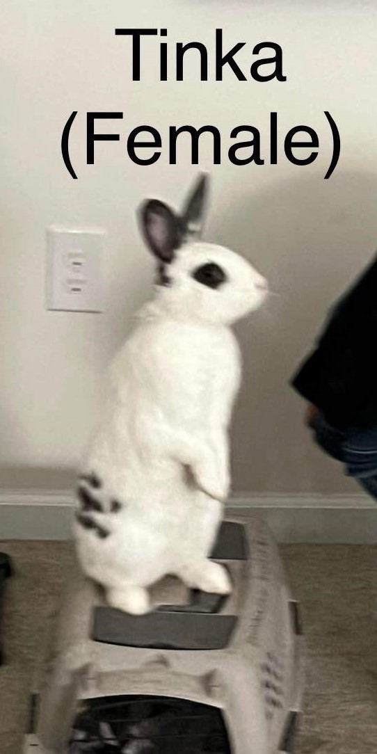 Tinka, Adoptable, Adult Female Californian.