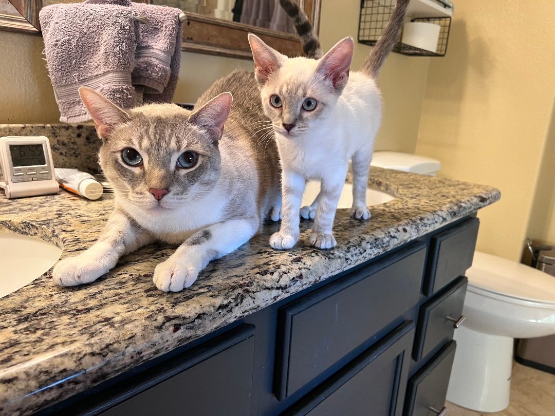 Wendy, Adopted, Kitten Female Oriental Short Hair.