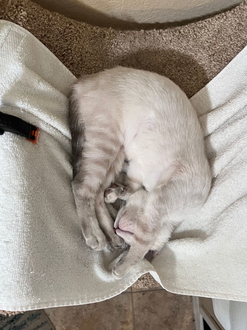 Wendy, a Adopted Oriental Short Hair in Tempe, AZ image 2/3