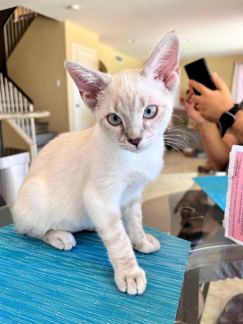 Wendy, a Adopted Oriental Short Hair in Tempe, AZ image 3/3