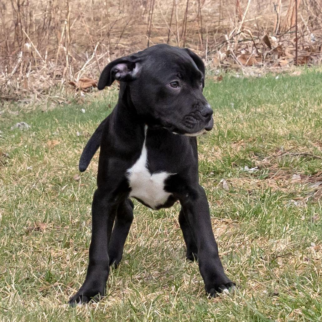Enlarge Rufus, a Adoptable Mixed Breed in Erie, PA image 1/6