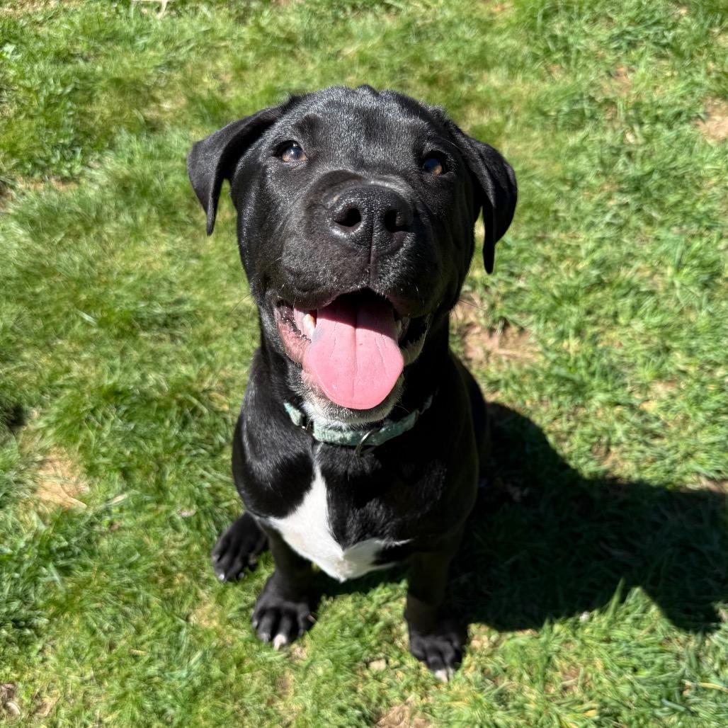 Enlarge Rufus, a Adoptable Mixed Breed in Erie, PA image 2/6