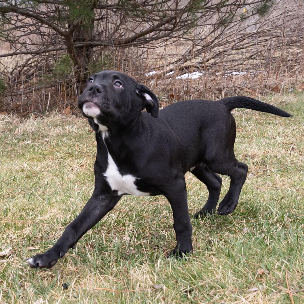 Enlarge Rufus, a Adoptable Mixed Breed in Erie, PA image 3/6