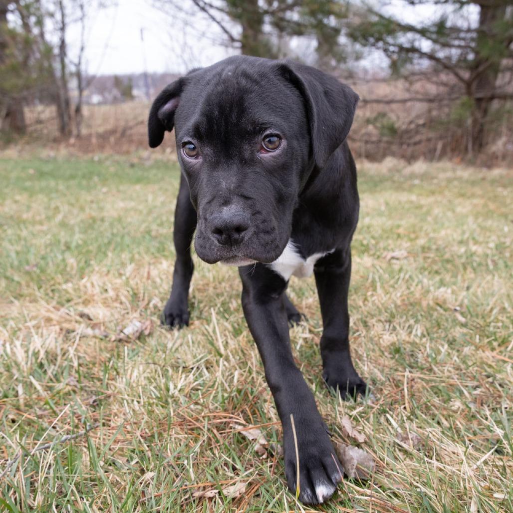 Enlarge Rufus, a Adoptable Mixed Breed in Erie, PA image 2/6