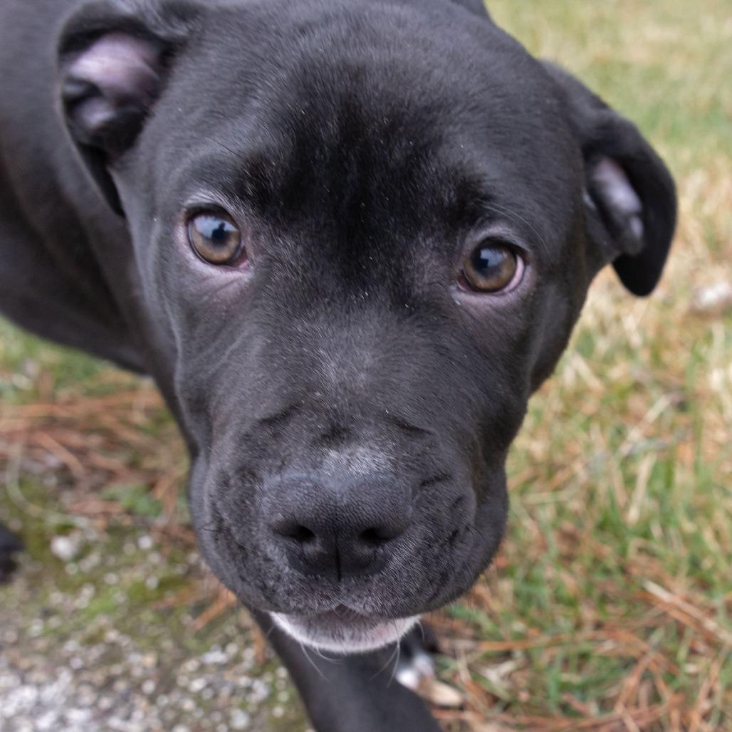 Enlarge Rufus, a Adoptable Mixed Breed in Erie, PA image 3/6