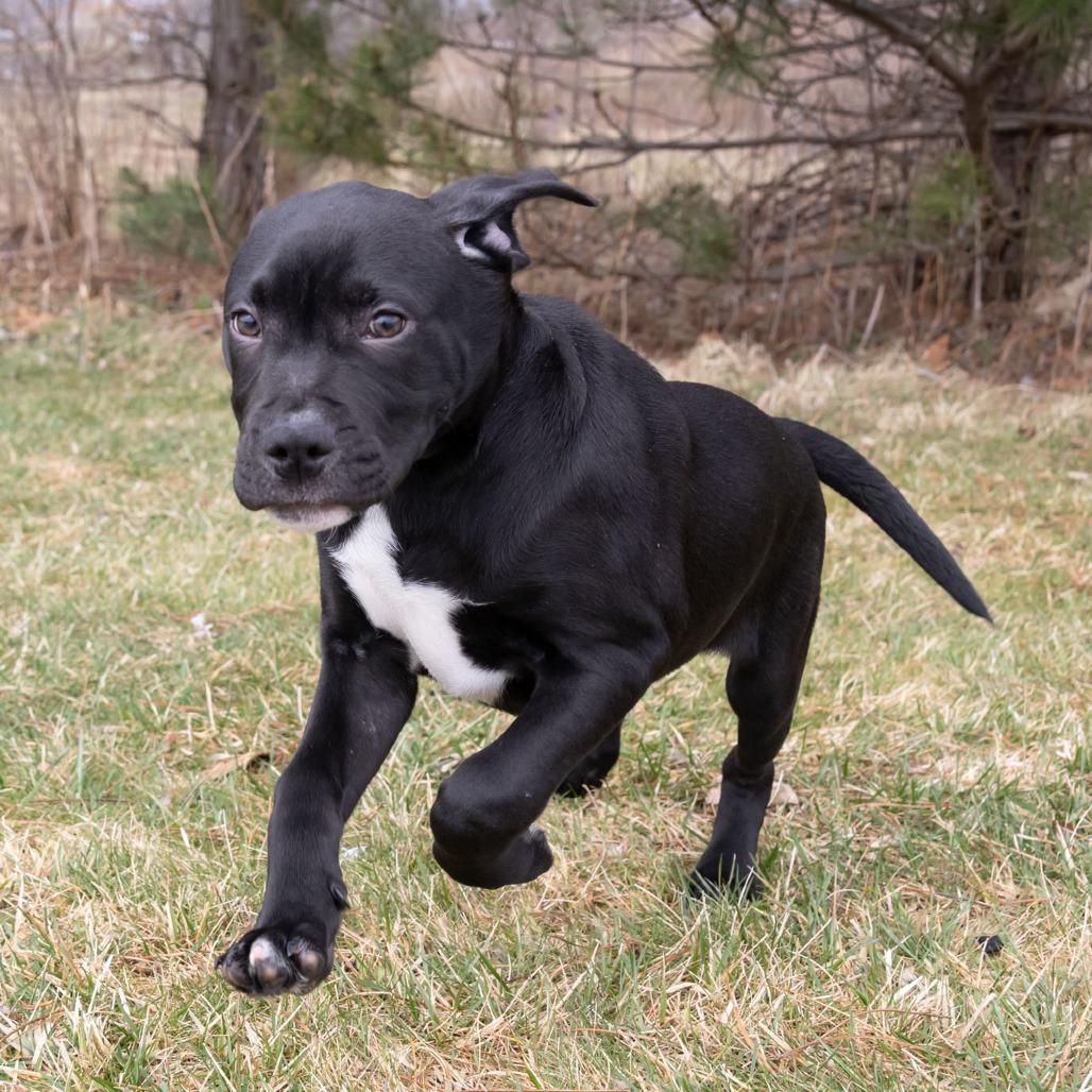 Enlarge Rufus, a Adoptable Mixed Breed in Erie, PA image 4/6