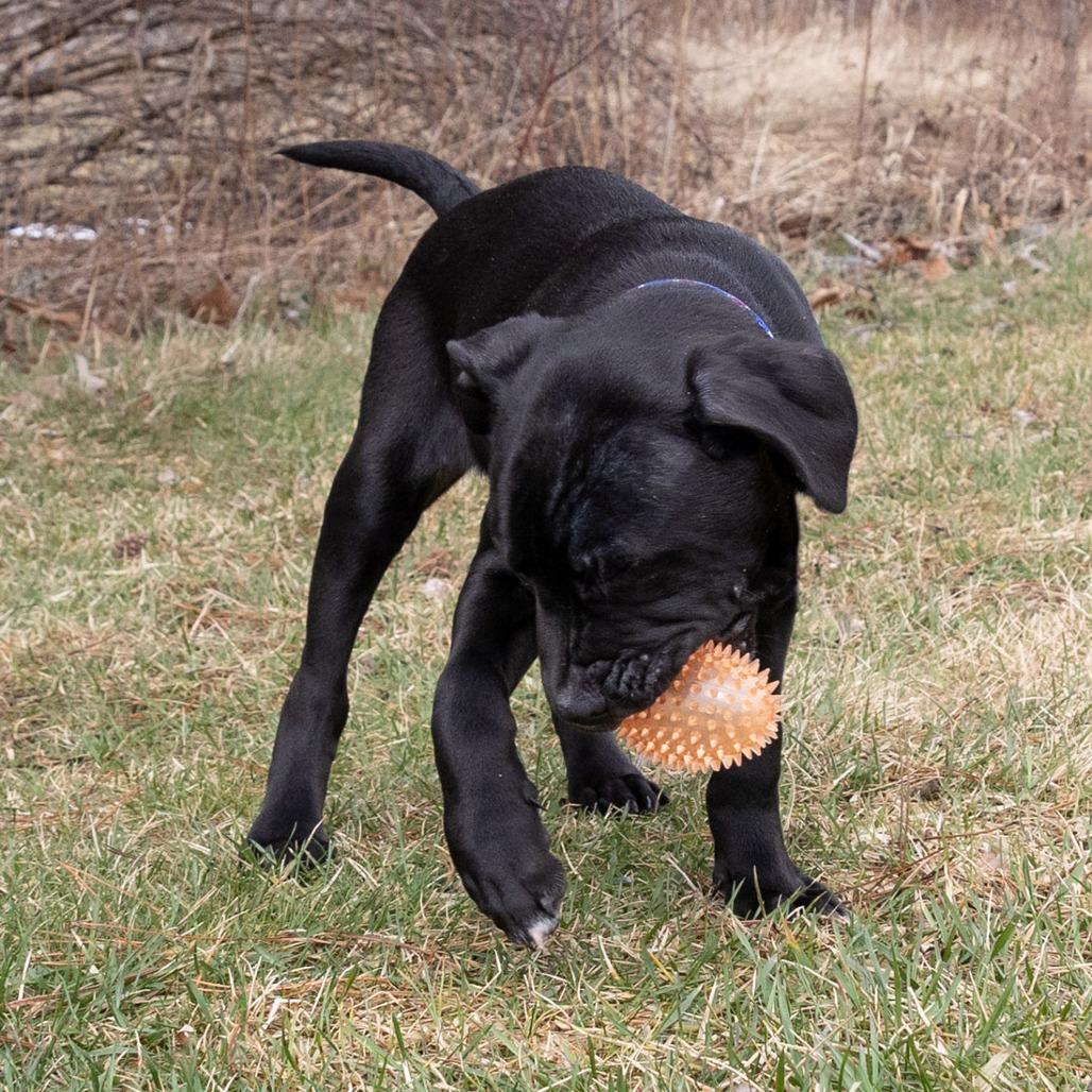 Enlarge Rufus, a Adoptable Mixed Breed in Erie, PA image 4/6