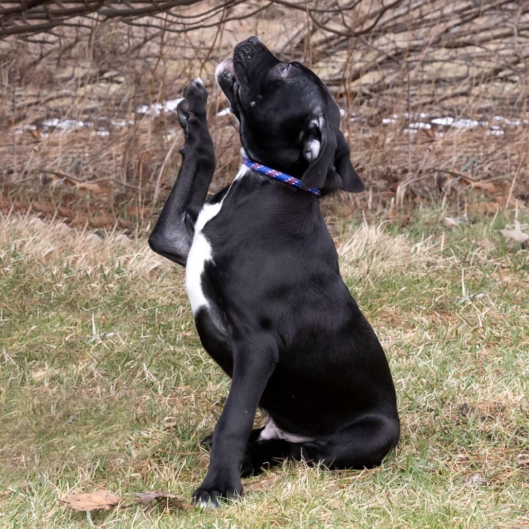 Enlarge Rufus, a Adoptable Mixed Breed in Erie, PA image 5/6
