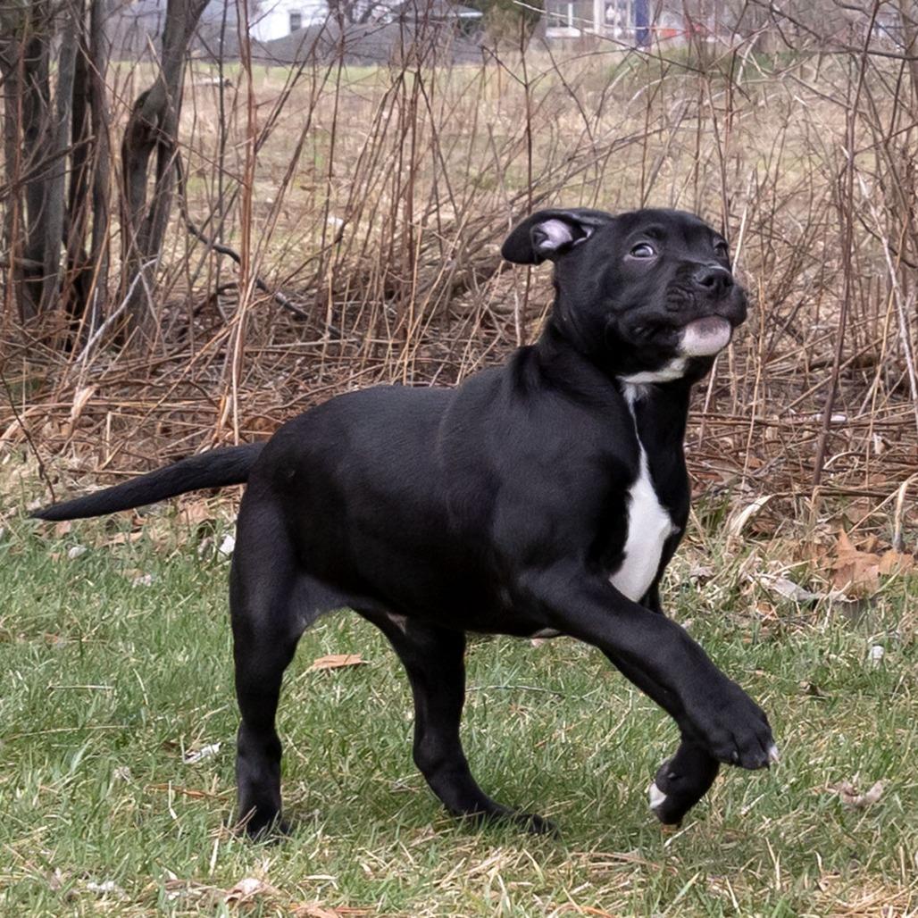Enlarge Rufus, a Adoptable Mixed Breed in Erie, PA image 6/6