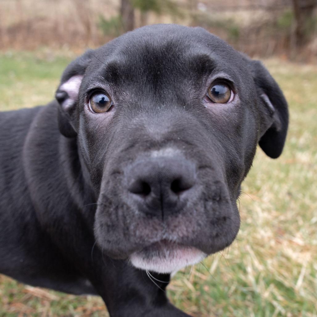 Enlarge Rufus, a Adoptable Mixed Breed in Erie, PA image 6/6