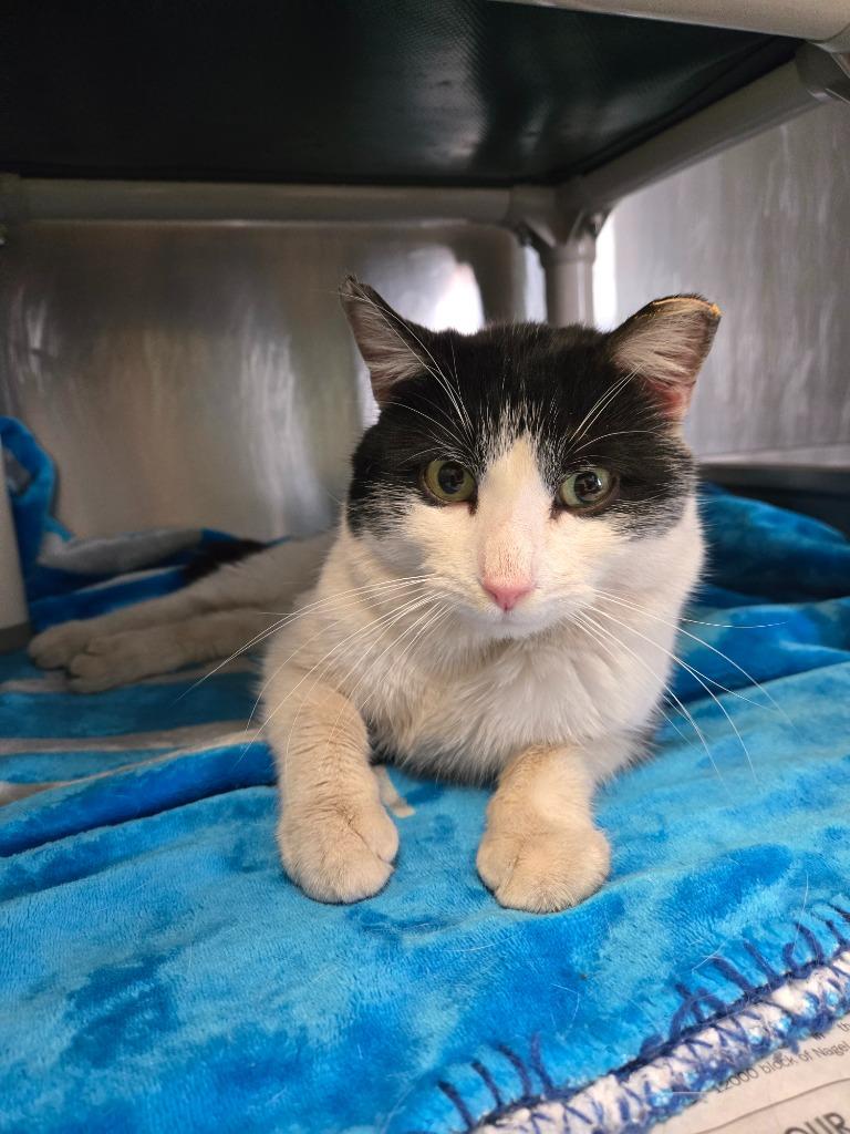 Rigby, Adoptable, Young Male Domestic Short Hair.