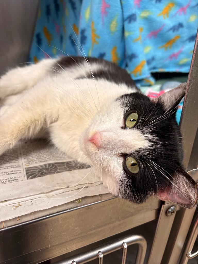 Enlarge Rigby, a Adoptable mixed breed in Detroit, MI image 2/4