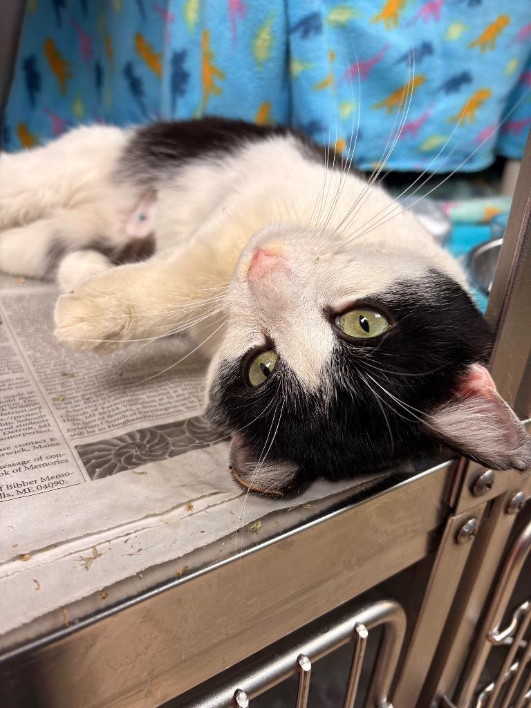 Enlarge Rigby, a Adoptable mixed breed in Detroit, MI image 3/4